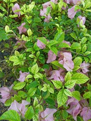 pink and green leaves