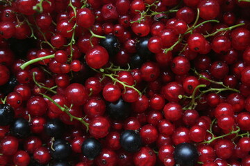 grappoli di ribes rosso e ribes nero
