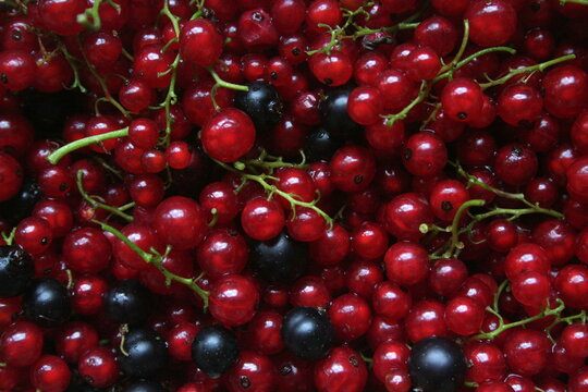 grappoli di ribes rosso e ribes nero