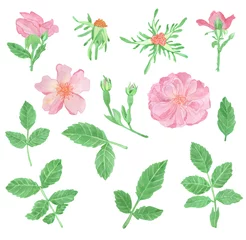 Fotobehang Tropische planten Aquarel roze roze bloemen en bladeren, rozenbottels arrangement illustraties, geïsoleerd boeket