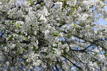 blossom in spring