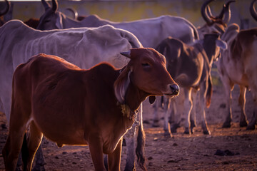 Image of Indian Cows in the village of Rajasthan India,Indian Cows in Cow Farm,cows resting in a field,Cows in Goshala protective shelters for cows in govshal