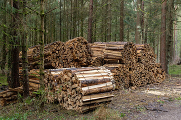 Mehrere große Bündel mit Brennholz / Meterholz sind aufgestapelt im Wald - dahinter Nadelbäume (Holzwirtschaft)