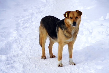 Stray dog on a winter day stand in the snow