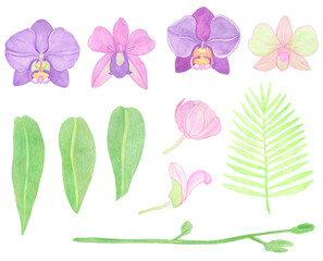 Orchid phalaenopsis set watercolor illustration. Beautifull exotic flower in a full bloom with green buds