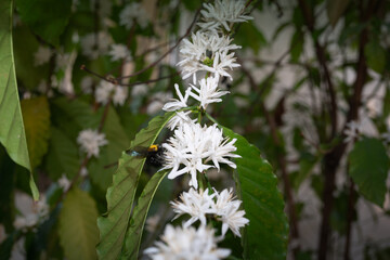 White Coffee blossom on green nature bokeh, Coffee tree in Organic Farm with white Coffee blossom flower.