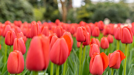 Tulips in the garden. Red Holland tulips in spring. Amsterdam, Netherlands.