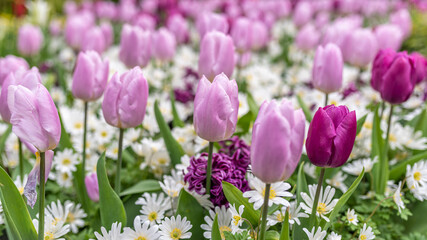 Fototapeta premium Tulips in the garden. Pink and purple tulips with little daisy in spring. Bellis perennis. Keukenhof gardens, Netherlands.