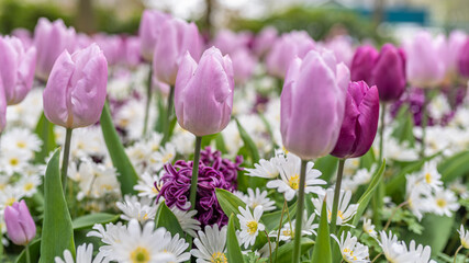 Tulips in the garden. Pink and purple tulips with little daisy in spring. Bellis perennis. Keukenhof gardens, Netherlands.