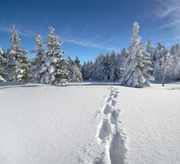 der Weg in den Winterwald