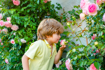 Child in rose garden sniff blossom flower. Spring and summer kid boy.