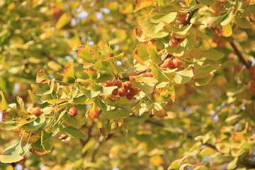 たくさん実が生り、すっかり葉が黄葉したイチョウ