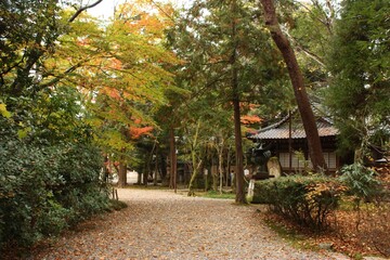 View of bright red and yellow autumn leaves, Momiji closeup in Kanazawa, Ishikawa prefecture, Japan - 金沢 尾山神社 秋のもみじ 石川県 日本