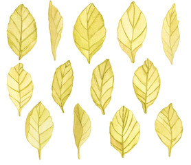 Watercolor Apple Tree leaves, Gold Decorative leaves set