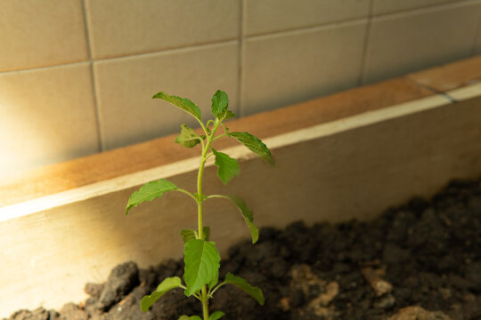 Indian Green Leaf Variety Of Holy Basil Known As Tulsi Popular In Thai Cuisine Seedling Plant In Dirt With Square Wooden Tray Or Pot At Home With Natural Sunlight, A Concept Of Hope For New Beginnings