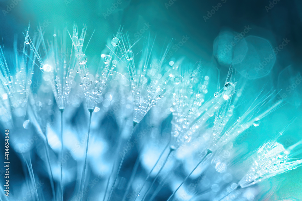 Poster Dandelion Seeds in droplets of water on blue and turquoise beautiful background with soft focus in nature macro. Drops of dew sparkle on dandelion in rays of light.