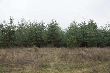 a row of small green pine trees in gray dry grass at the edge of the forest against the sky