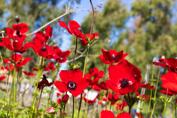 Flowers of red anemones close-up on a blurred background of fields and trees. Israel