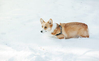 corgi is walking on the snow