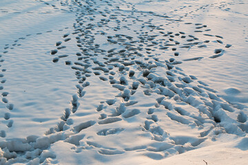 footprints in the snow ..