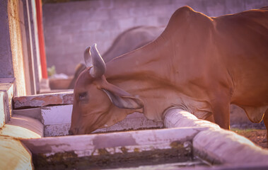 Cows drinking water in the cowshed,beautiful Indian cow and blue sky, cow,Indian cow and Cow group in govshala or farm,milk production and dairy products,