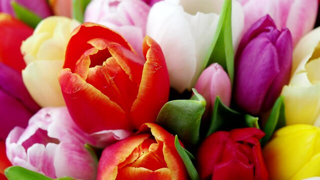 Colorful bouquet of tulips in 4K VIDEO. Spring tulip flowers. Background for Easter, Valentine's Day, Woman's Day and Mother's Day. 