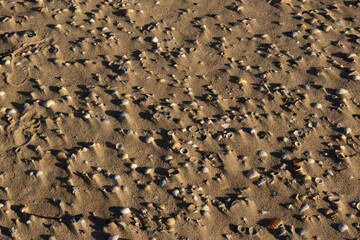 texture of sea shells buried in the sand at sunset