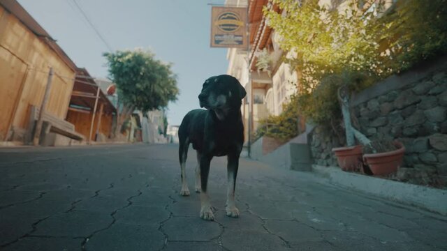 homeless Black street dog standing on the streets of lake Atitlan, Guatemala