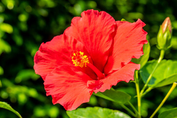 Macro of orange China Rose flower Chinese hibiscus, Hibiscus rosa-sinensis , Hawaiian hibiscus , shoe flower.