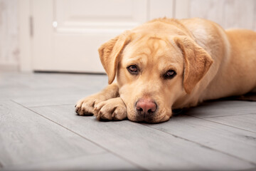 Labrador dog lying on the floor. It is sand-colored. He has a sad look