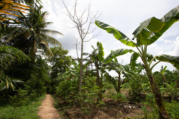 street in jangle in Viet Nam