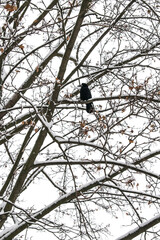 The Rook (Corvus frugilegus) on the tree covered with snow. Bird at snow winter day. Vertical image, Top view
