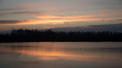 Fototapeta premium Early morning in Biesbosch National Park, North Brabant, Netherlands