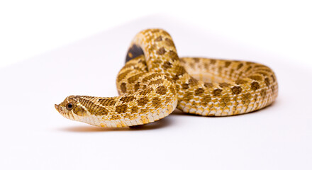 Pig-nosed snake close-up on a white background. Reptile. Snake skin