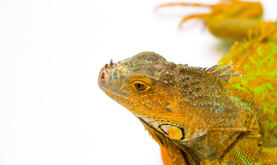 Iguana isolated on a white background. Multicolor beautiful chameleon reptile with bright vibrant skin. The concept of camouflage and bright skin. Exotic tropical animal.