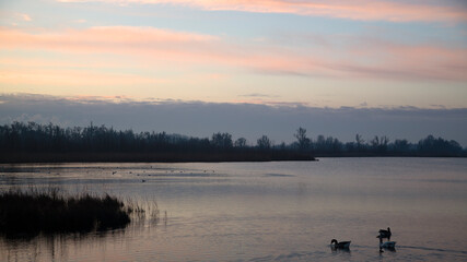 Naklejka premium Early morning in Biesbosch National Park, North Brabant, Netherlands