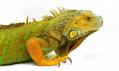Iguana isolated on a white background. Multicolor beautiful chameleon reptile with bright vibrant skin. The concept of camouflage and bright skin. Exotic tropical animal.