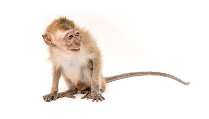 Monkey on a white background. Macaque isolated for design. The primate sits and looks. Grinning teeth and look to the side.