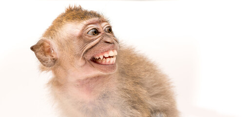 Monkey on a white background. Macaque isolated for design. The primate sits and looks. Grinning...