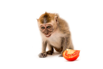 Monkey with tomato on a white background. Macaque isolated for design. The primate sits and looks. The concept of diet and vegetarian.