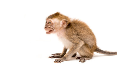 Monkey on a white background. Macaque isolated for design. The primate sits and looks. Grinning teeth and look to the side.