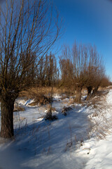 Snow and ice in Biesbosch National Park, North Brabant, Netherlands