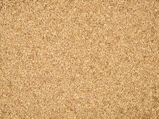 Raw oat grouts closeup texture