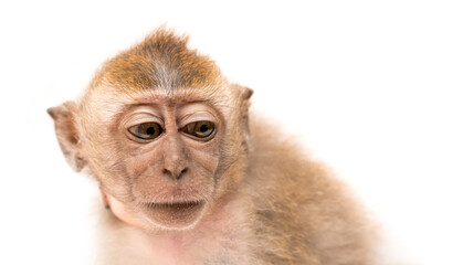 Monkey on a white background. Macaque isolated for design. The primate sits and looks. Grinning teeth and look to the side.