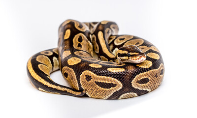 Fototapeta premium Snake boa constrictor close-up on a white background. Snake skin. Reptile