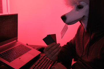 Poodle masked hacker holding credit cards in front of a computer for organizing massive data breach...
