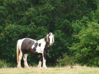 Pretty Piebald Pony