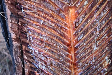 Gum is being extracted from pine tree closeup background