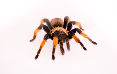 Tarantula spider closeup isolated on white background. The concept of fear and Halloween holiday.
