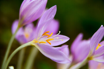 Fototapeta premium Freshly blooming autumn colchicum, photographed up close.